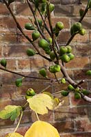 Ficus carica - Fig growing against a brick wall.  Fruit on bare stems with a few yellow coloured autumn leaves.