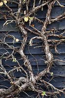 Hydrangea petiolaris stems against black weatherboard