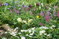A spring combination of Primula, Fritillaria meleagris, Corydalis solida, primulas and anemones.