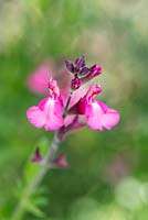Salvia 'Tutti Frutti', a shrubby perennial bearing pink flowers from May until November.