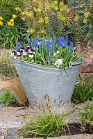 Vintage galvanised coal hod planted with violas and Muscari 'Big Smile', blue grape hyacinth - March