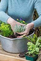 Add curry plant with contrasting silvery foliage - Planting Preserving Pan with Herbs