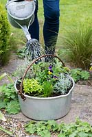 Water the pan of golden oregano, chives, curry plant, viola, thyme, sorrel and sage - Planting Preserving Pan with Herbs