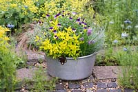 Aluminium preserving pan planted with herbs. In the middle, Viola tricolour, heartsease, encircled by golden oregano, thyme, sorrel, sage, curry plant and chives.