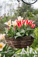 Hanging basket of Greigii tulips, Tulipa 'Little Girl' and 'Pinocchio', flowering in March.
