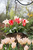 Hanging basket of Tulipa 'Little Girl' and 'Pinocchio', flowering in March.