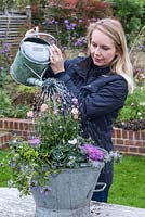 Thoroughly watering the planted bucket - Planting a Vintage Autumn Bucket