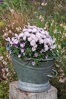 A galvanised coal scuttle planted with violas, white cyclamen and pink chrysanthemums.