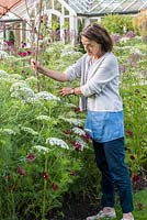 Sally Renwick, inserting pea sticks to support Ammi majus, Bishop's Flower, a lacy annual she grows from seed