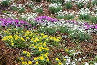 Snowdrops intermingling with Cyclamen coum and aconites.