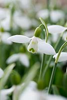 Galanthus elwesii 'Mandarin', an unusual variety as the outer segments rise in sunny conditions, 