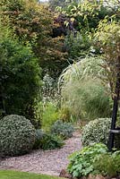 View into White Garden, past balls of Euonymus fortunei 'Variegatus' to variegated bamboo, grasses and gaura.