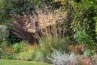 Stipa gigantea, golden oats, a dramatic ornamental grass in autumn. Behind, evergreen Phormium tenax 'Purpureum'.