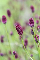 Sanguisorba officinalis 'Red Buttons', burnet, a compact herbaceous perennial, July.