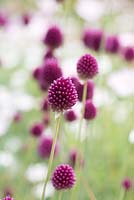 Allium sphaerocephalon, drumstick alliums, mingling with pink marguerites, from July