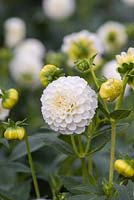 Dahlia 'Snowflake', a white Pompom dahlia bearing masses of small heads from July. 