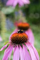 Echinacea purpurea, coneflower, an herbaceous perennial loved by bees.