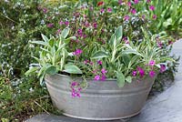 Old galvanised washtub planted with Phlox subulata 'Red Wings'.