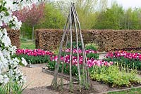 A spring garden with raised beds with harmonious beds of pink and purple tulips.