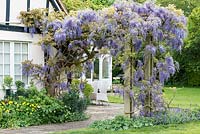 A mature Wisteria sinensis growing over a wooden pergola.