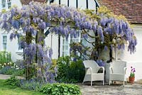 A patio seating area beneath a mature Wisteria sinensis growing over a wooden pergola.
