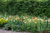 A spring border of tulip 'Ballerina' and 'Spring Green', with Euphorbia polychroma and Tellima grandiflora.