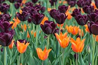 A contasting combination of Tulipa 'Black Jack' with 'Ballerina'.