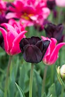 Tulipa 'Paul Scherer' with pink 'Pretty Love'.
