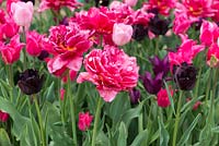 Tulipa 'Chato', an early flowering tulip resembling a peony.