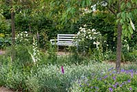 In Cherry Walk, white bench flanked by Roses, annual Gypsophila and Foxgloves.