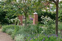 View to rose parterre from the Cherry Walk, planted with Prunus 'Shirofugen' underplanted with annual Gypsophila, Foxgloves, Geranium 'Nimbus' and clumps of ornamental grass Sesleria nitida.