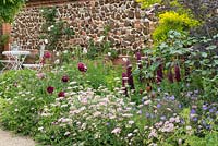 A border of Pimpinella major 'Rosea', hardy Geranium, Roses and Lupins.