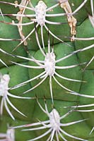 Close up of bark of cactus - Gymnocaycium saglionis.