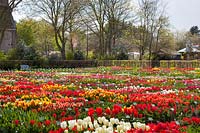 Mass planting of Tulipa - Limmen, The Netherlands