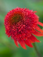 A close up of Echinacea 'Meteor Red' PBR Meteor Series.