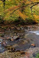 An autumnal scene of turning leaves over a rocky stream. 