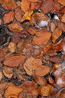 Aerial shot of autumn leaves floating in shallow water