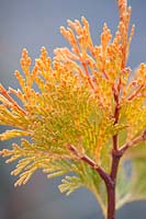 Calocedrus decurrens 'berrima gold', January.