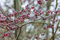 Red fruits of Parrotia persica 'vanessa', January.