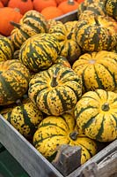 Organic 'Harlequin' squashes for sale