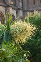 Yucca in flower - Collector Earl's garden, Arundel Castle, West Sussex

