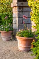 Terracotta containers planted with alliums and other flowering plants at Arundel Castle, West Sussex. 