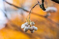 Sorbus cashmiriana, white berries of.  
