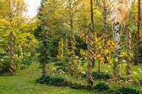 Autumn Hydrangeas and trees in arboretum and nursery, Derbyshire, October. 