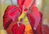 Red leaves of Cercis canadensis merlot - Eastern redbud, October.