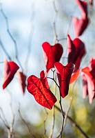 Red leaves of Cercis canadensis merlot - Eastern redbud, October. 