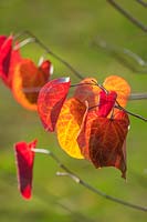 Changing leaves of Cercis canadensis merlot - Eastern redbud, October. 