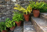 Terracotta pots of ferns on stone steps, Burford, Oxfordshire.