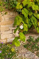 Old vine on wall, Burford, Oxfordshire.