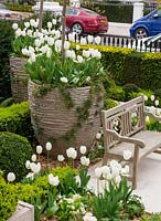 Front garden with white tulips 'Purissima', London, April.